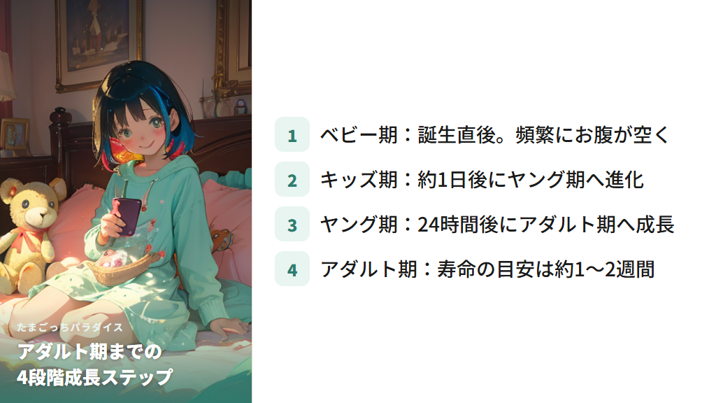 アダルト期の寿命の目安と4段階の成長ステップ